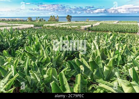 Landschaftlich schöner Blick auf das landwirtschaftliche Feld mit Bananenbäumen auf Teneriffa gegen den Himmel Stockfoto