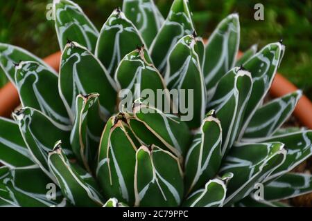 Eine TopfAgave Victoriae-Reginae Sukkulente Pflanze, allgemein bekannt als Königin Victoria Agave oder Royal Agave. Stockfoto