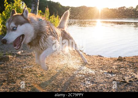 Dieser 2-jährige Husky Hund läuft nach einem Schwimmen. Es ist noch nass. Stockfoto