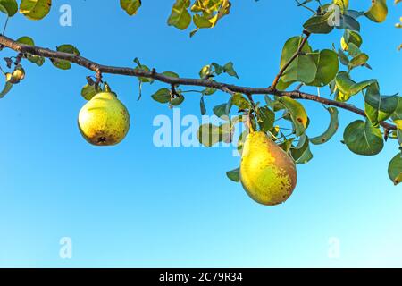 Reife Birnen am Ast Stockfoto