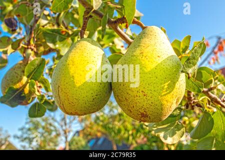 Reife Birnen am Ast Stockfoto