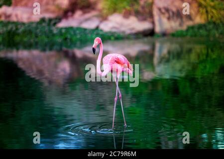 Exotischer Vogel rosa Flamingo Wandern im Wasser im grünen Teich bei Sonnenuntergang Stockfoto