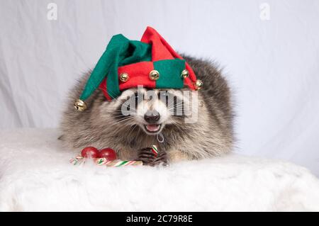 Ein süßer junger Waschbär im Studio mit einem Narrenhut, der eine Süßigkeiten hält und auf Weihnachten wartet Stockfoto