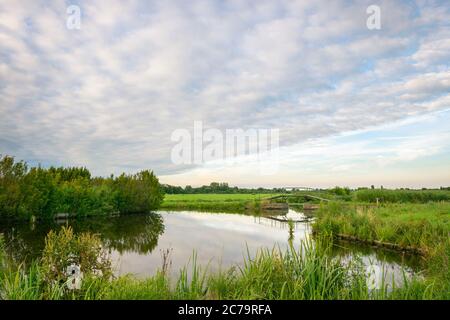 Polderlandschaft im westlichen Teil Hollands. Grüne Wiesen werden mit Gräben oder Kanälen durchzogen, wo die Wasserflächen durch kleine Brücken miteinander verbunden sind. Stockfoto