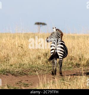 Schwangere Ebenen Zebra, equus quagga, auf einem gut ausgetretenen Pfad in der Masai Mara. Sommer mit langem Rothafengras und einarmem Akazienbaum auf dem Horiz Stockfoto