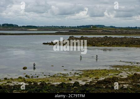 Plouguerneau Frankreich - 23 Juni 2017 - Fischerei auf Seefrache in aber Wrac'h in der Nähe von Plouguerneau in Bretagne Frankreich Stockfoto