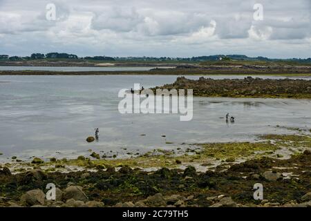 Plouguerneau Frankreich - 23 Juni 2017 - Fischerei auf Seefrache in aber Wrac'h in der Nähe von Plouguerneau in Bretagne Frankreich Stockfoto