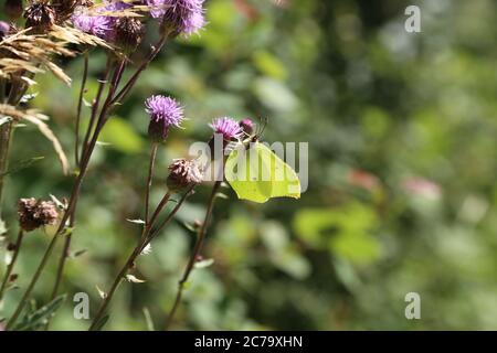 Gonepteryx rhamni - Ommon Schwefel Butterflysitzend auf einer Blume. Stockfoto