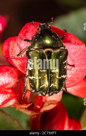 Grüne Rose Chafer (Cetonia aurata) Stockfoto