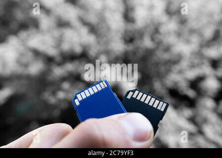 Hand hält die paar blaue und schwarze Karten, selektive Fokus. Blaue und schwarze SD-Karten auf dem verschwommenen grauen Hintergrund in der Hand einer Frau Stockfoto