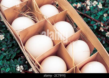 Holzbehälter mit weißen Bio-Eiern liegt in einem ländlichen Garten. Eier mit Heu bestreut, aus nächster Nähe. Schönes Osterkonzept Stockfoto