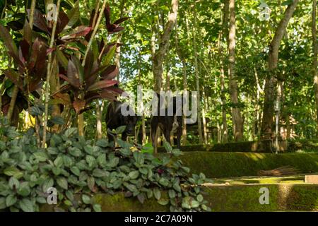 Blick auf den heiligen Affenwald in Ubud Stockfoto