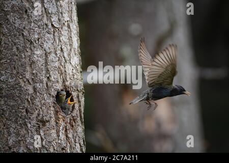 Erwachsener Europäischer Starling (Sturnus vulgaris), der mit zwei Nestlingen vom Nest wegfliegt. Stockfoto