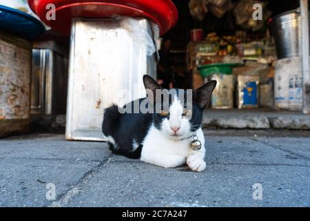 Schwarz-weiße Katze mit Glocke auf einem Kragen, liegt auf dem Boden in einem Straßenmarkt Stockfoto