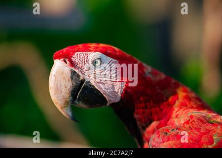 Nahaufnahme eines großen rot-grün-geflügelten Ara Papagei. Exotische tropische Vögel Stockfoto