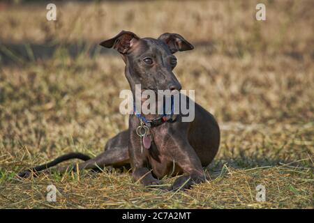 Italienischer Greyhound Welpe liegt in trockenem, braunem Gras und schaut nach rechts von der Kamera Stockfoto