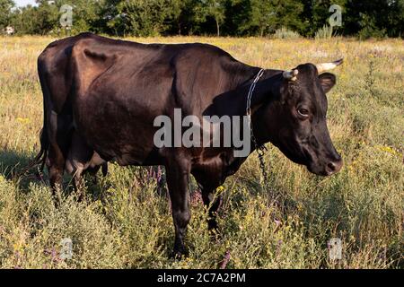 Eine schwarze Kuh mit einer Kette um den Hals grast auf einer Wiese und isst Gras. Weide, Weide und Milchviehbetrieb. Stockfoto