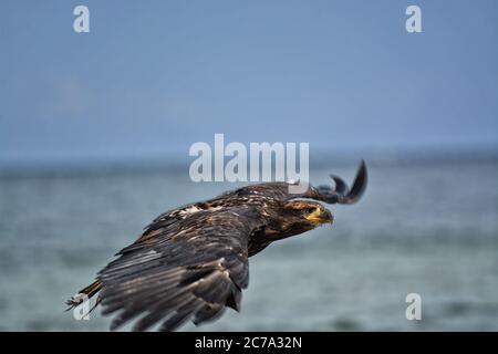 Seitenansicht eines unreifen Weißkopfseeadlers, der tief mit ausgestreckten Flügeln fliegt. Stockfoto