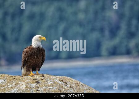Der Erwachsene Weißkopfseeadler steht auf einem Felsen mit Bäumen und dem Meer dahinter. Stockfoto