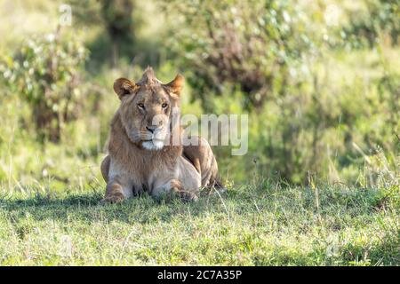 Im Schatten ruht der Junglöwe panthera leo. Masai Mara, Kenia. Stockfoto