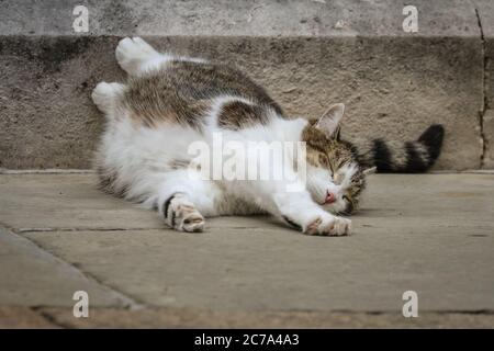 Downing Street, London, Großbritannien. Juli 2020. Larry, der Hauskatze und Chief Mouser in Downing Street, genießt sich ganz klar, als er sich auf dem Bürgersteig vor dem offiziellen Wohnsitz des Premierministers nach dem, was wie Katzenyoga aussieht, ausdehnt und herumrollt, wobei er die Abwesenheit der üblichen Pressemassen nutzt, um sein Westminster-Territorium voll zu regieren. Die Tabby, ursprünglich von Battersea Dog's und Cat's Home übernommen, ist bei Besuchern beliebt und genießt eine große Social-Media-folgen. Kredit: Imageplotter/Alamy Live Nachrichten Stockfoto