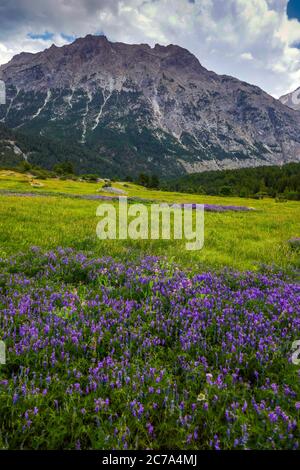 Blaue Blumen und Berggipfel im Vallee de Claree, in der Nähe von Briancon, Französische Alpen, Frankreich im Sommer Stockfoto