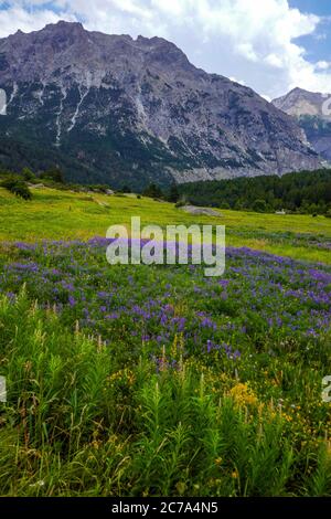 Blaue Blumen und Berggipfel im Vallee de Claree, in der Nähe von Briancon, Französische Alpen, Frankreich im Sommer Stockfoto