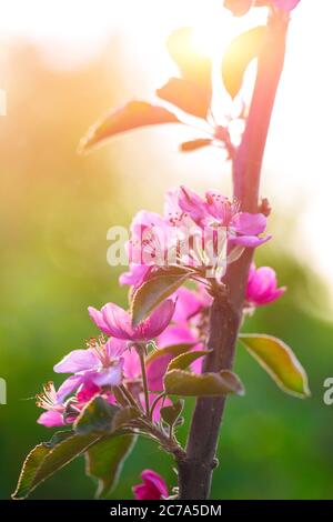 Frühling blühende wilde Äpfel im Garten. Die Bestäubung der Blüten von Äpfeln. In der Nähe von Veilchen Crabapple Blüten Stockfoto