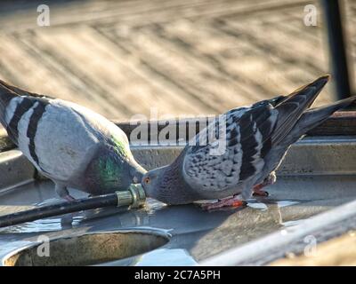 Zwei Felstauben/Tauben trinken aus einem Schlauch auf einem Fischreinigungstisch. Stockfoto