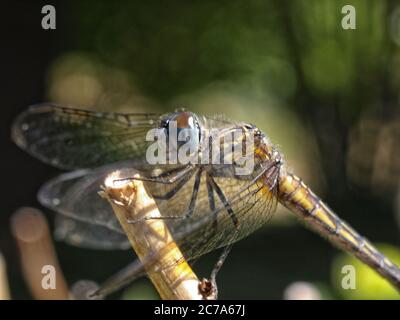 Libelle auf einem Zweig. Stockfoto