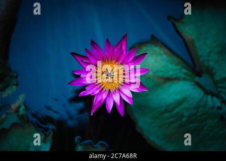 Nahaufnahme von blühenden rosa lila Wasserlilie oder Lotusblume auf dunkelblauen Wasseroberfläche Hintergrund. Natürliche Schatten. Blumenfotografie Stockfoto
