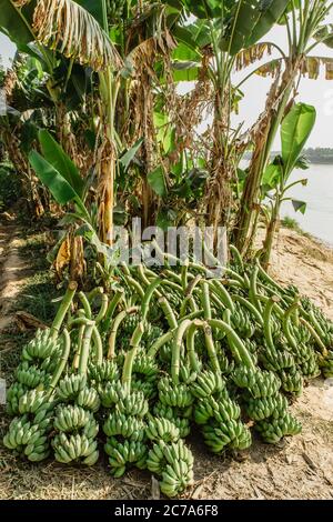 Bananenbäume ernten. Bananenstaude. Frische grüne Banane für den Export. Stockfoto