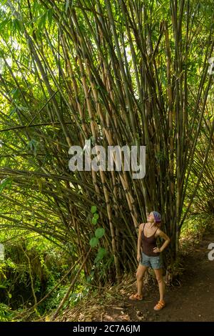 Blick auf einen Touristen im heiligen Affenwald Stockfoto
