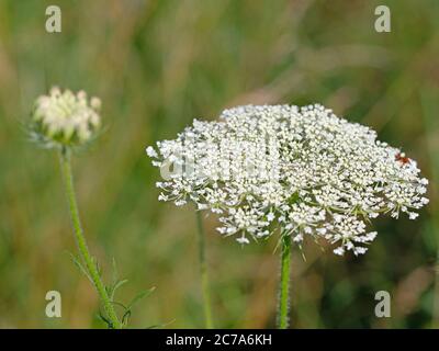 Blühende Wildkarotte, Daucus carota Stockfoto