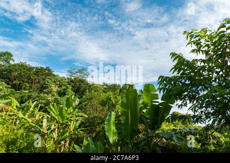 Blick auf den heiligen Affenwald in Ubud Stockfoto