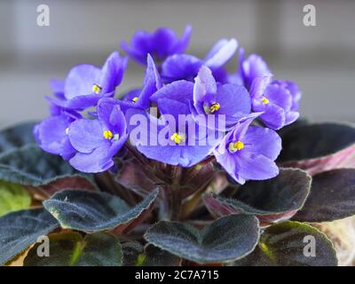 Violette Saintpaulias Blumen allgemein als afrikanische Veilchen bekannt Parma Veilchen schließen isoliert farbigen Bokeh Hintergrund. Stockfoto