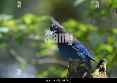 Stellers Jay thronte auf einem Stumpf in der Sonne. Stockfoto