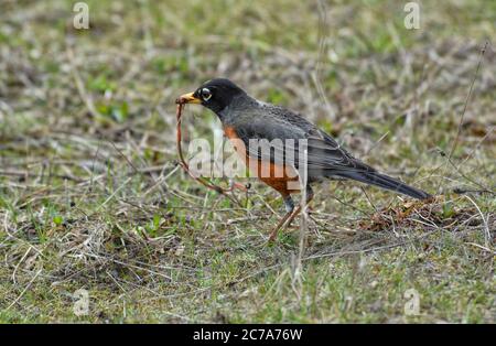 American Robin frisst einen Wurm auf dem Boden. Stockfoto