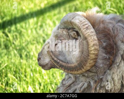 Shetland Schaf RAM Porträt in Seitenansicht mit einem grünen, grasigen Hintergrund. Stockfoto