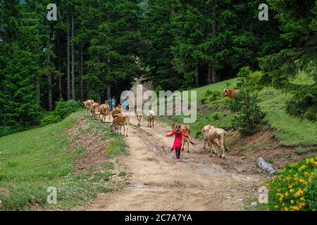 Kinder grasen Kühe im Hochland des Schwarzen Meeres Stockfoto