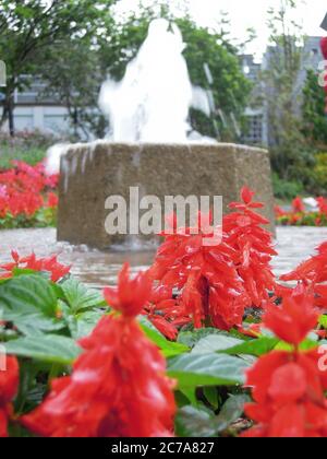 Nahaufnahme der roten Salbeiblüte mit einem Brunnen in Taipei, Taiwan Stockfoto