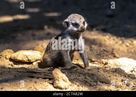 Junge Erdmännchen oder Surikate (Suricata suricatta) Stockfoto