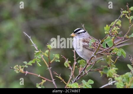 Der Weißkronenspatzen (Zonotrichia leucophrys) thront auf einem dornigen Ast vor einem verschwommenen grünen Hintergrund. Stockfoto