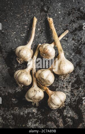 Hausgemachten weißen Knoblauch. Bio-Knoblauchzwiebeln auf schwarzem Tisch. Draufsicht. Stockfoto