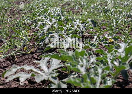 Grüne Wassermelone Sprossen, ein Feld von Bashtan Kastanie. Wie die Wassermelone wächst. Stockfoto
