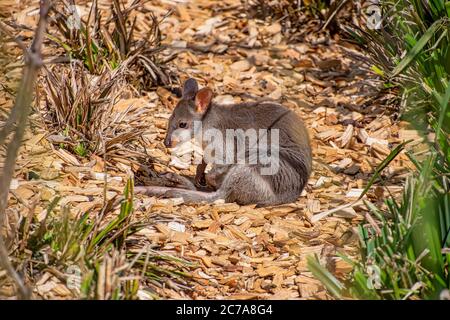 Baby Dusky Pademelon - gefährdet auch als Dusky Wallaby bekannt Stockfoto