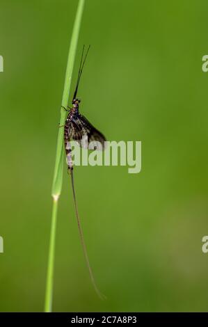 Erwachsene Mayfly, Ephemera danica, auf einem Grashalm ruhend Stockfoto