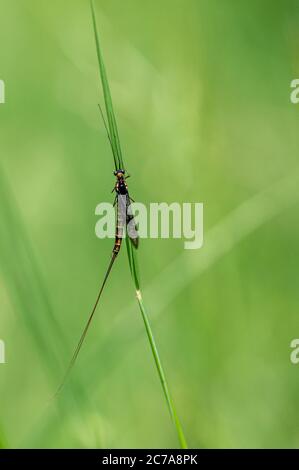 Erwachsene Mayfly, Ephemera danica, auf einem Grashalm ruhend Stockfoto