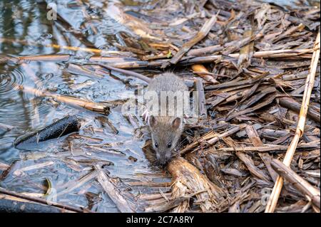 Braune Ratte, Rattus norvegicus, Nahrungssuche im Unterholz Stockfoto