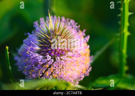 Rosa Milchdistel blüht im Sommer morgens. Geringe Schärfentiefe. Stockfoto